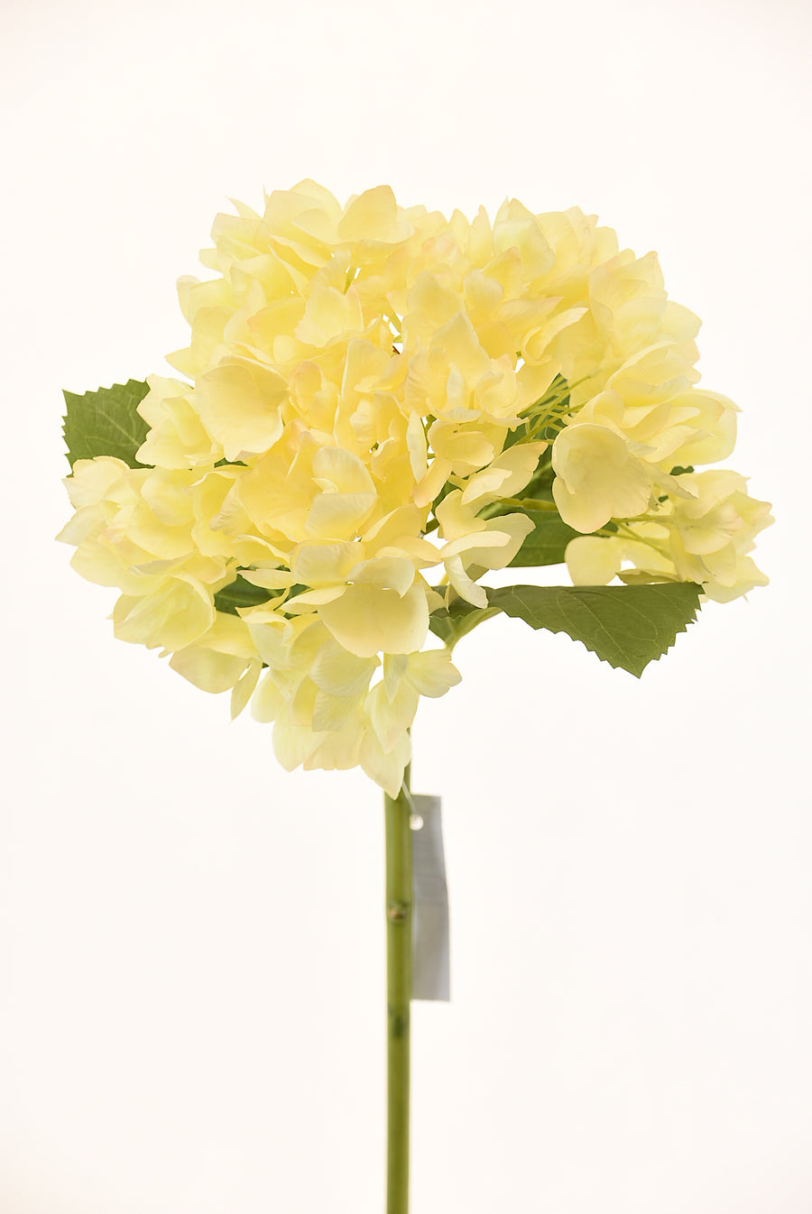 Hortensia 50Cm Ivory