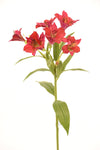 Astromelia 63Cm Fucsia